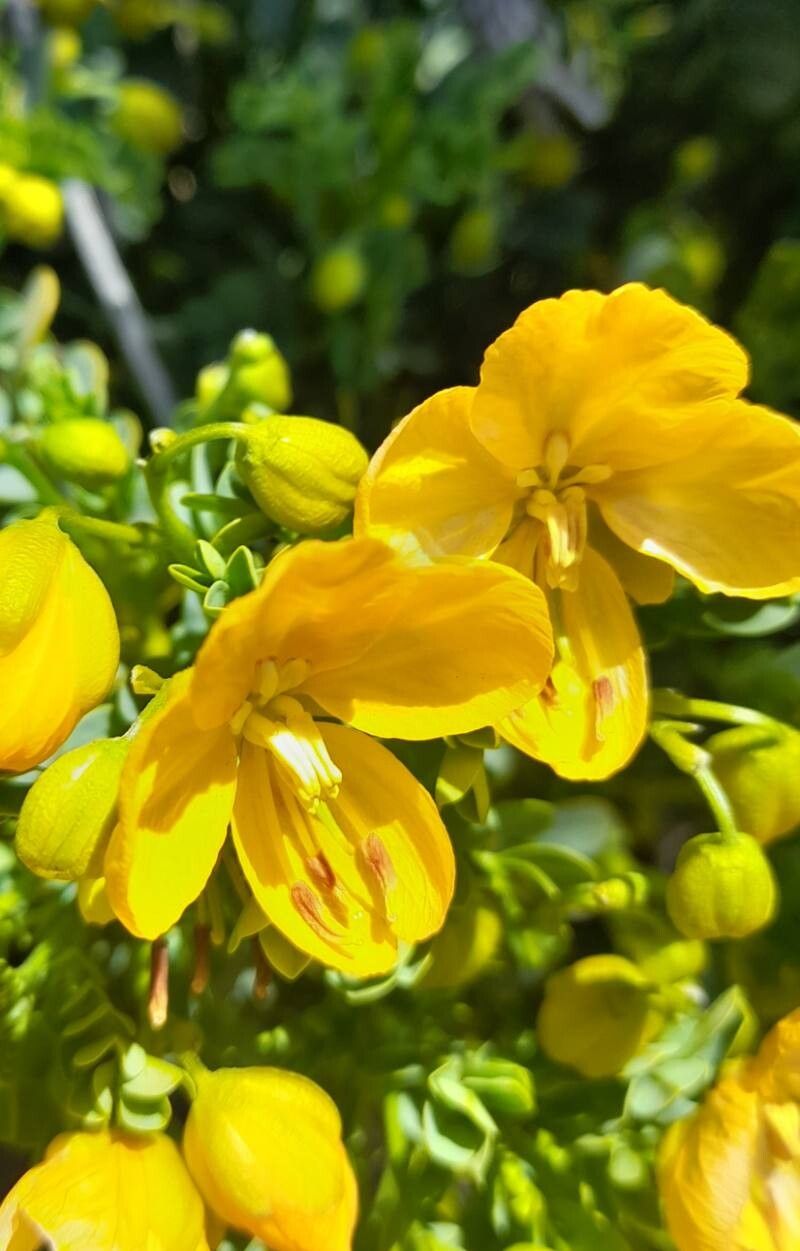 Senna arnottiana flower