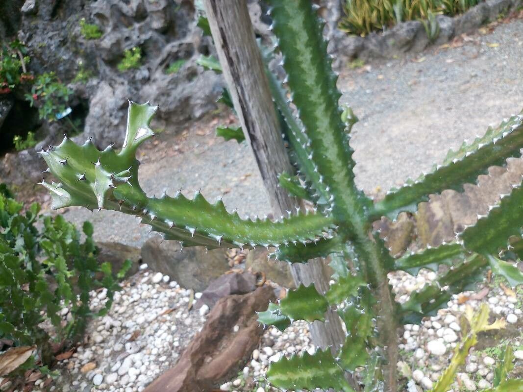 Euphorbia antiquorum leaf