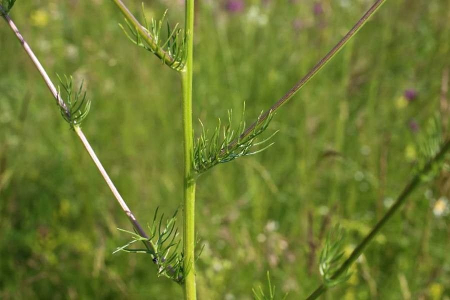 Tripleurospermum tenuifolium — search result for 'Hungary'