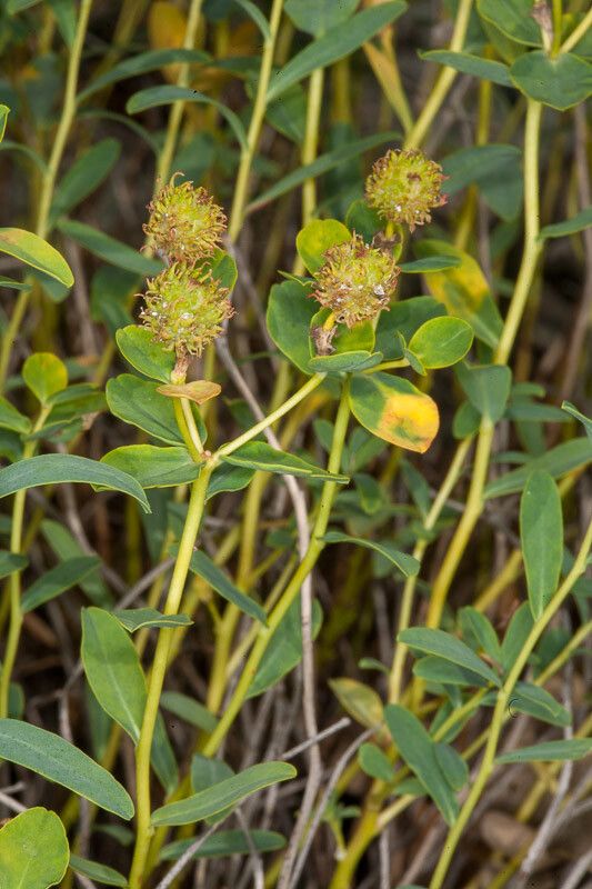 Euphorbia spinosa fruit