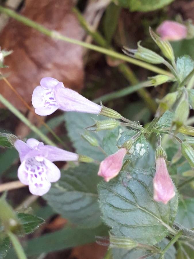 Clinopodium grandiflorum flower