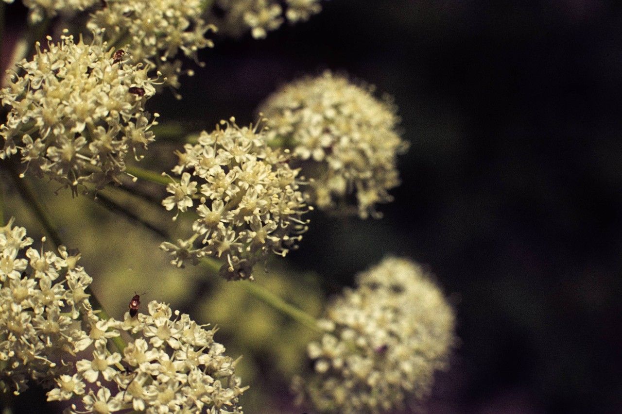 Oxypolis occidentalis flower
