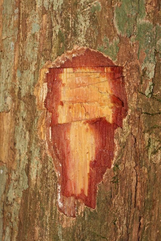 Couepia caryophylloides other