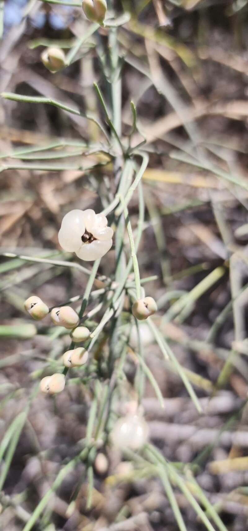 Ephedra ciliata fruit