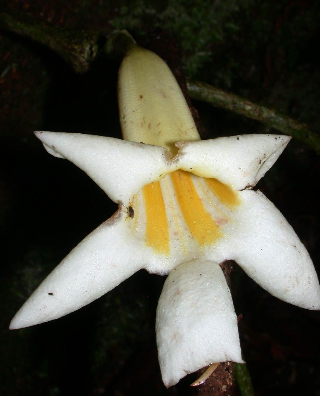 Anemopaegma chrysoleucum flower