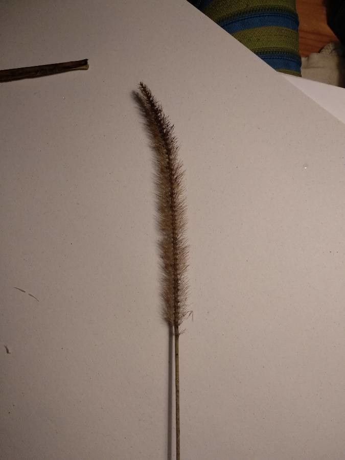 Eriochloa polystachya — search result for 'Honduras'