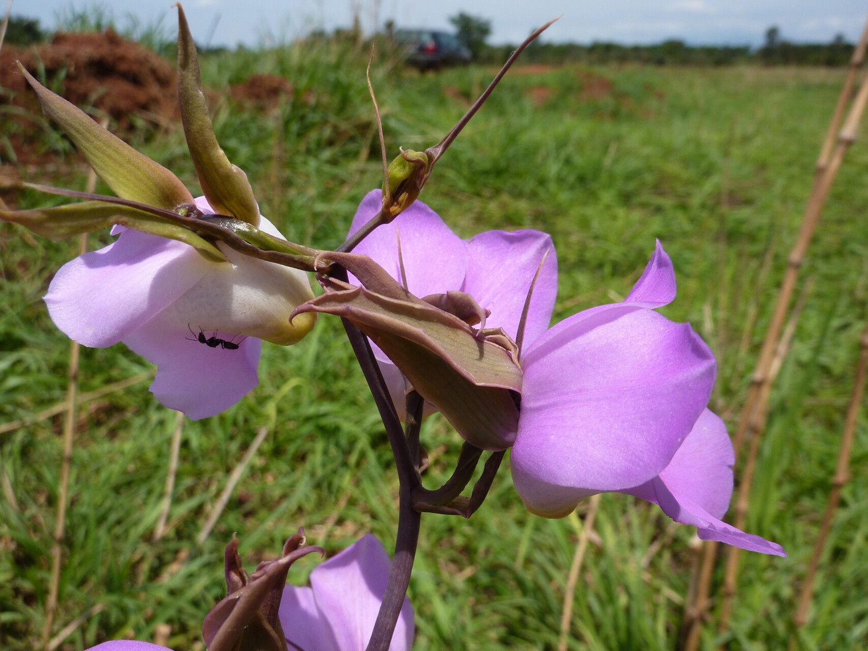 Eulophia cucullata — houseplant care guide