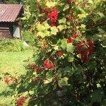 Ribes rubrum