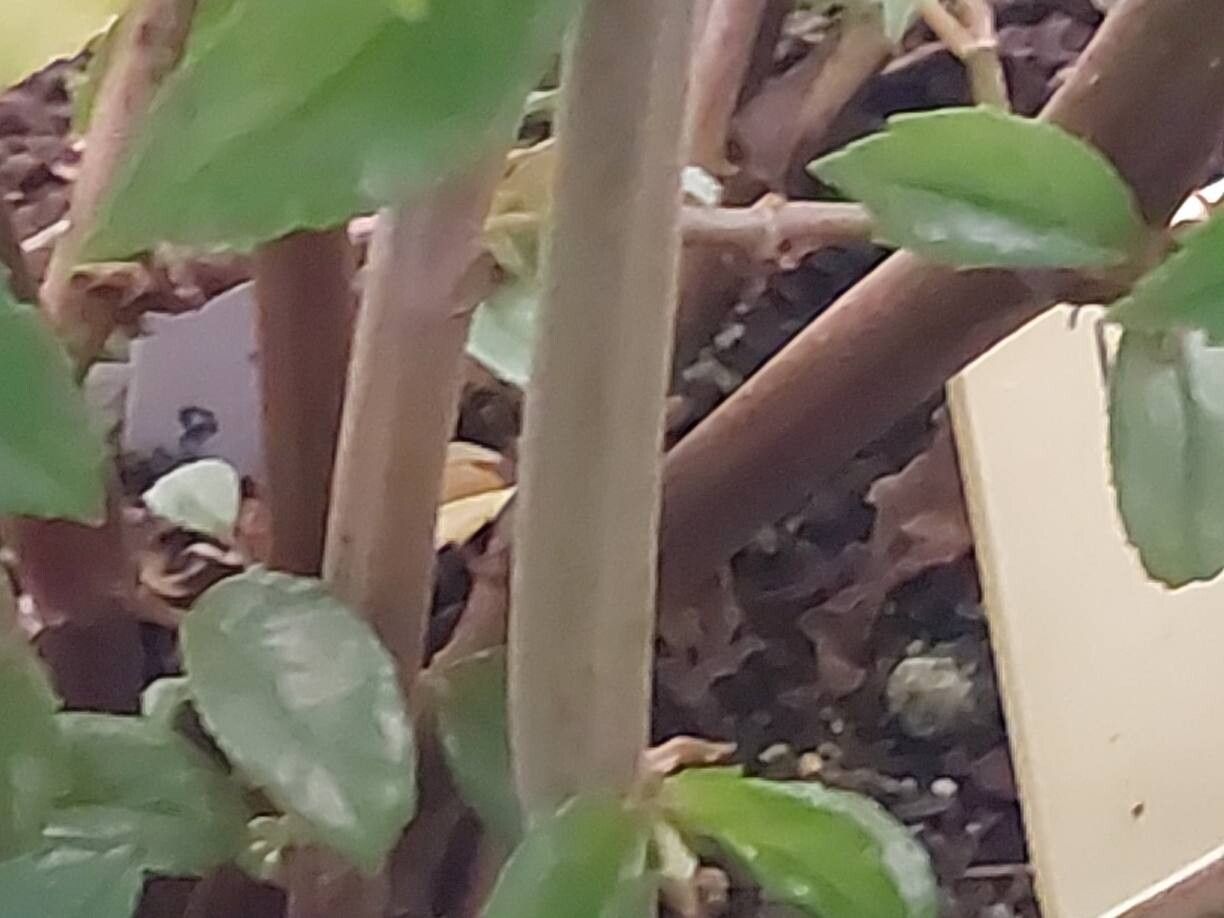 Begonia stenophylla bark