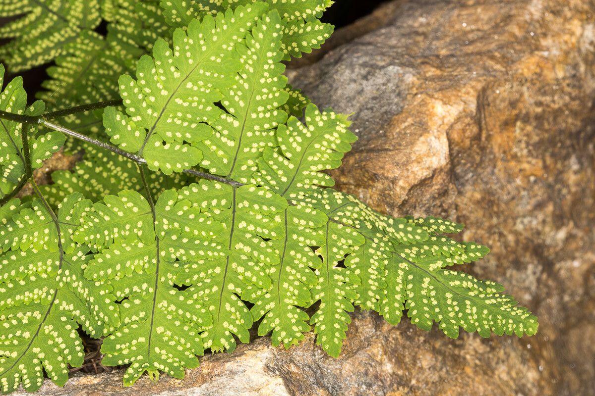 Gymnocarpium dryopteris fruit