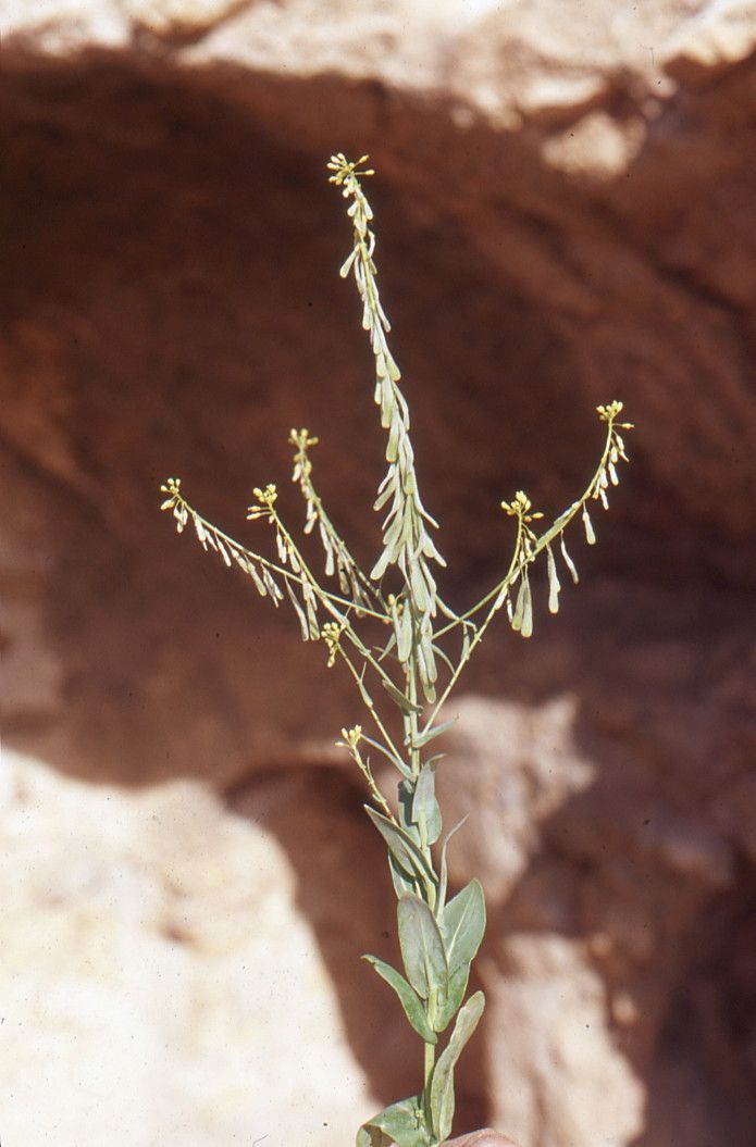 Isatis lusitanica other