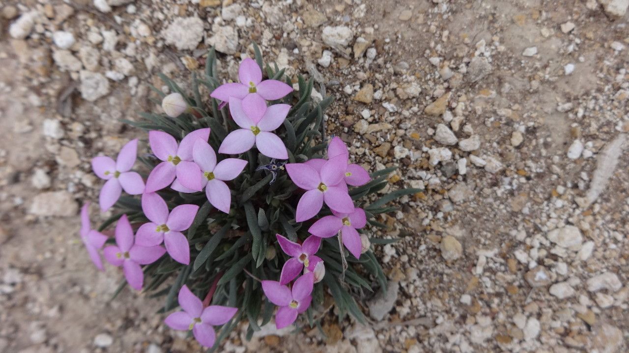 Houstonia rubra bark