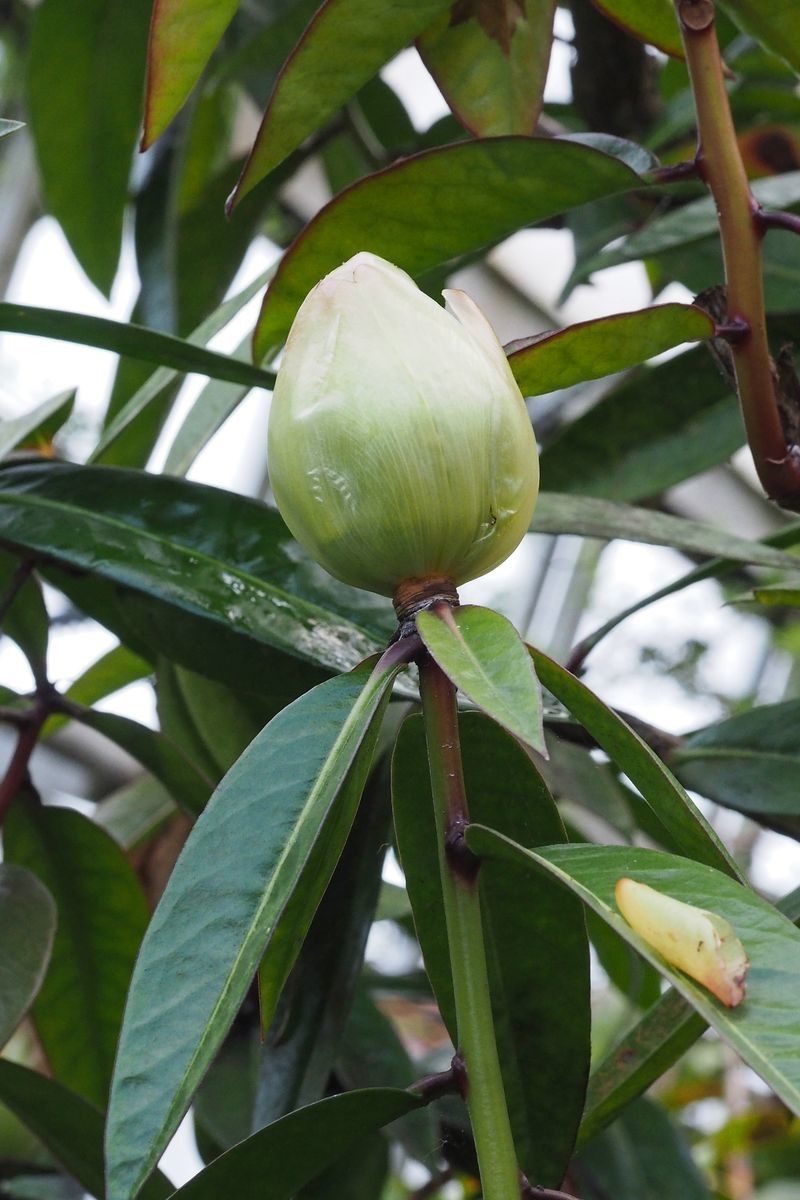 Rhododendron crassifolium other