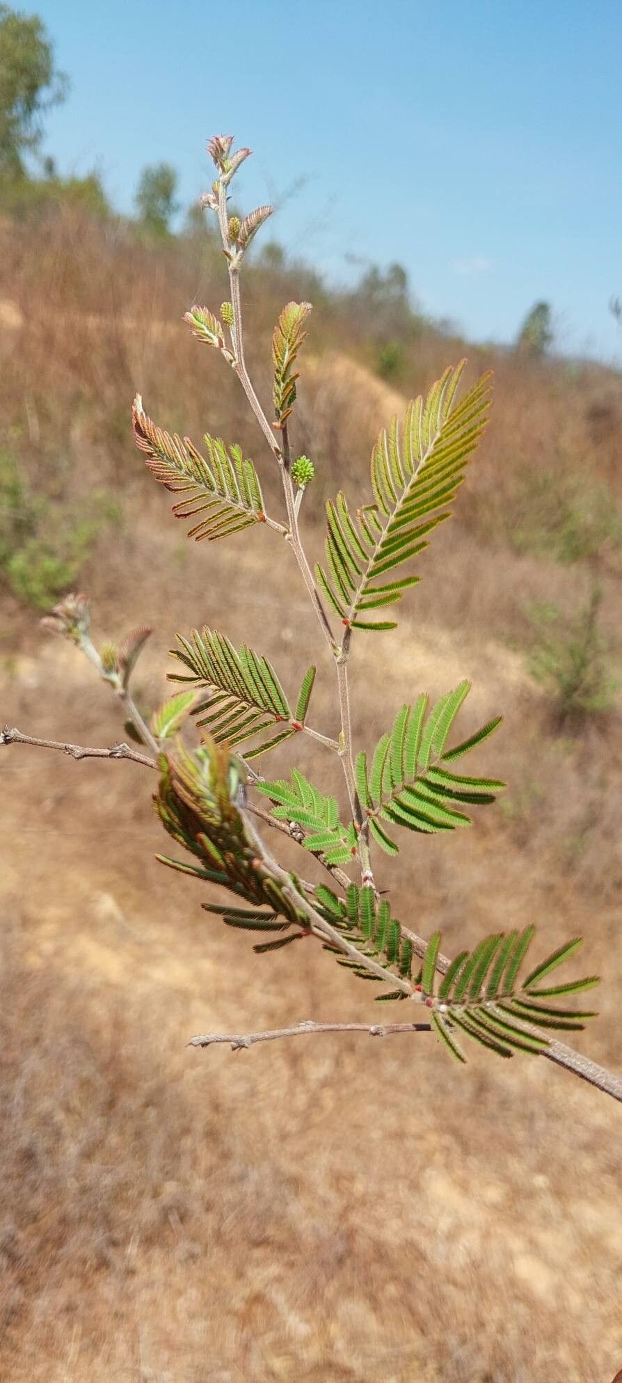 Dichrostachys akataensis other