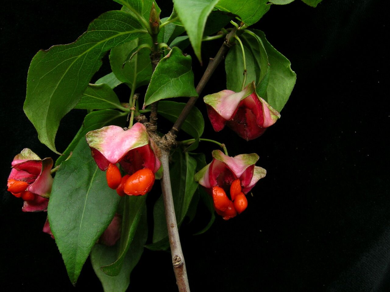 Euonymus frigidus — search result for 'Euonymus'