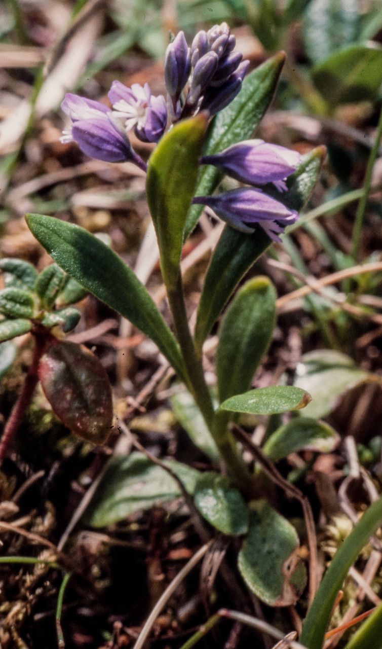 Polygala amarella flower