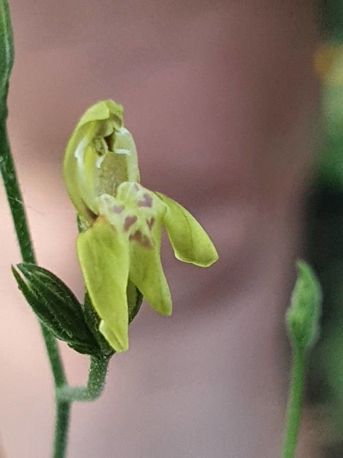 Justicia scandens flower