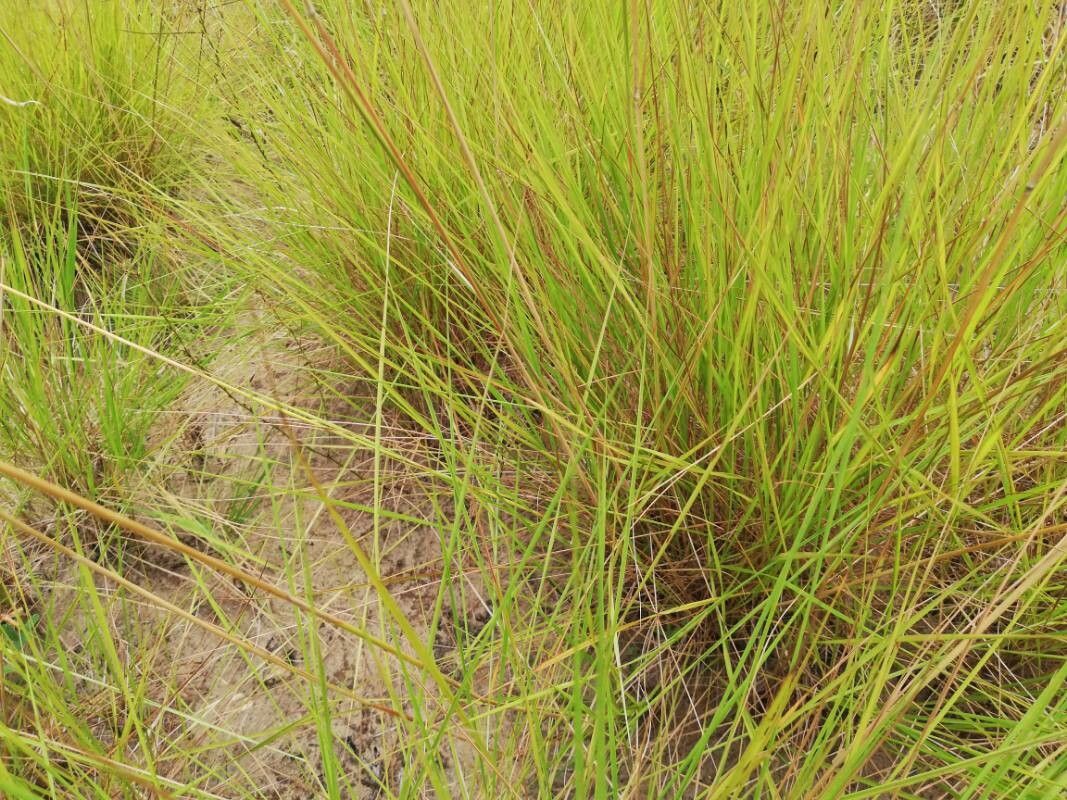 Andropogon amethystinus