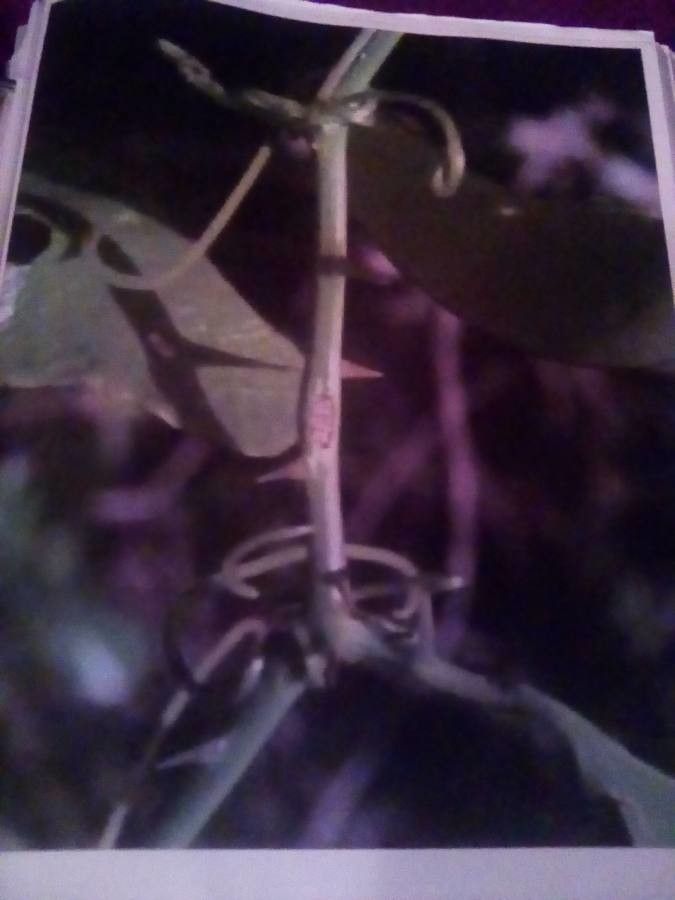 Smilax glauca flower