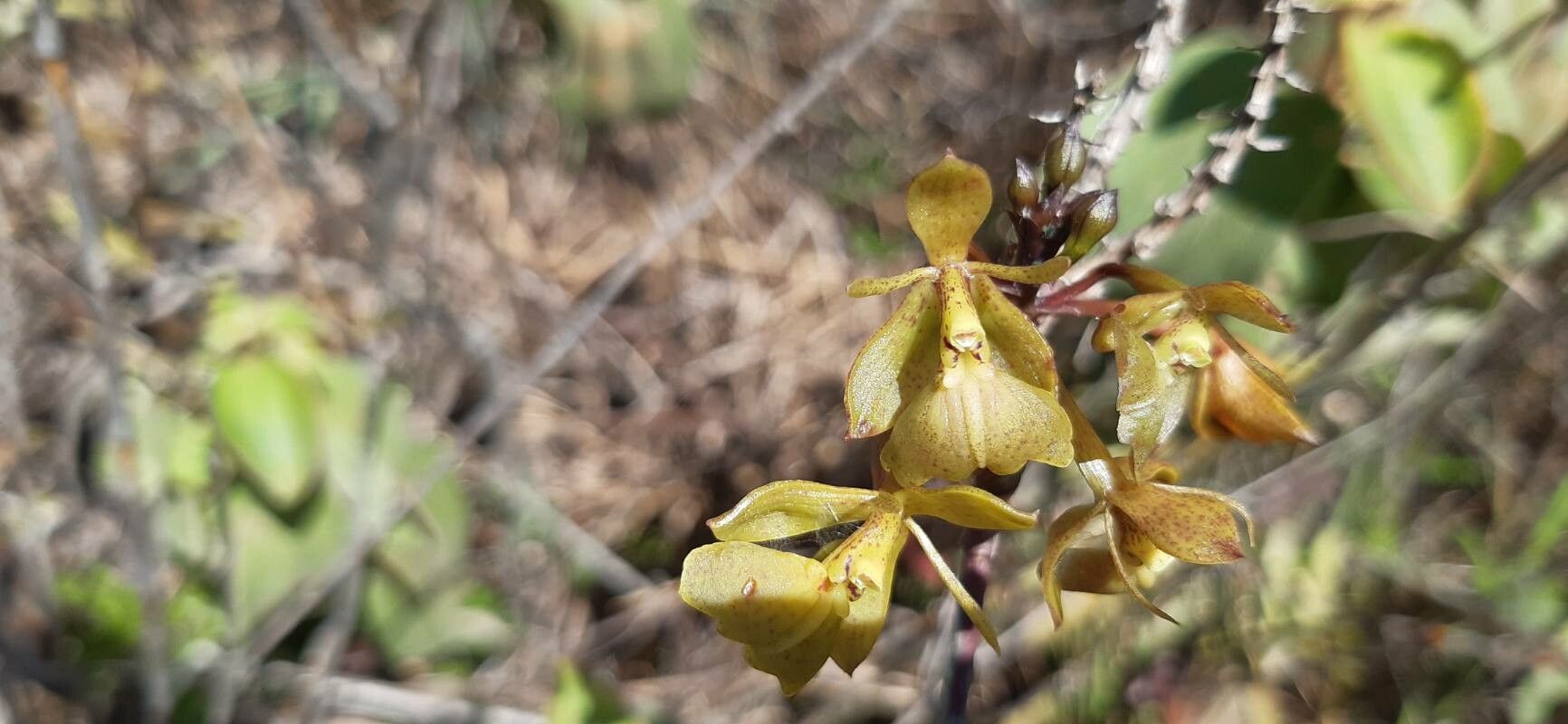Epidendrum orchidiflorum — search result for 'Epidendrum'