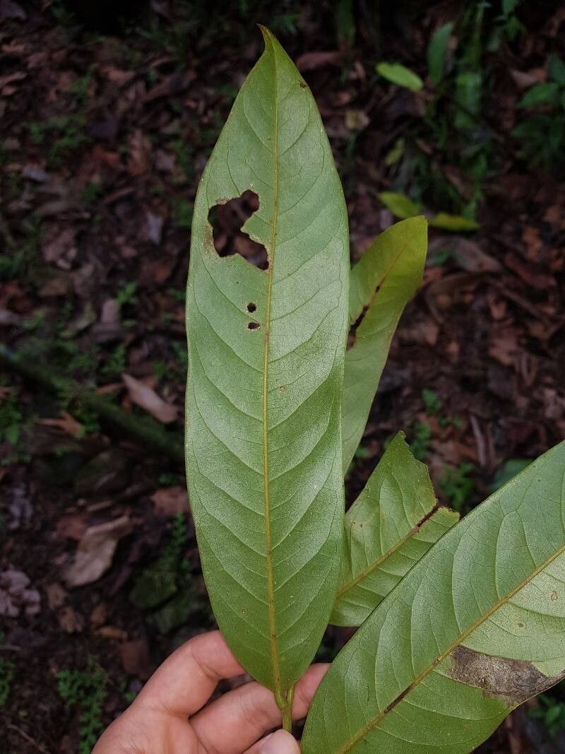 Guatteria chiriquiensis leaf
