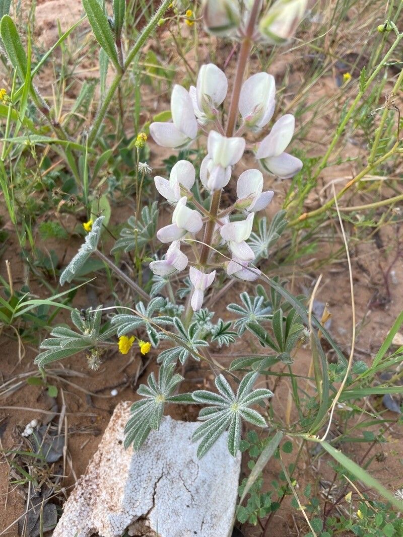 Lupinus malacophyllus — search result for 'Lupinus'