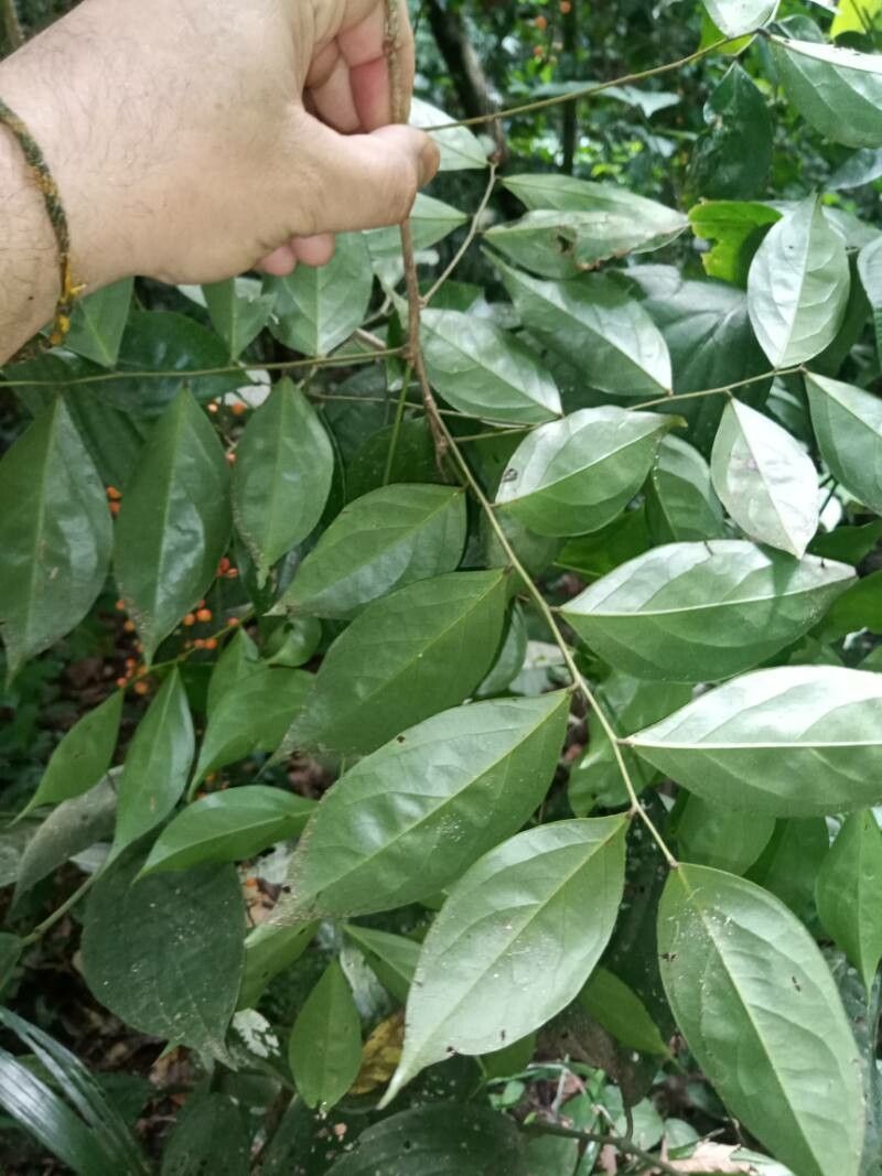 Picramnia guianensis — related species from the same genus