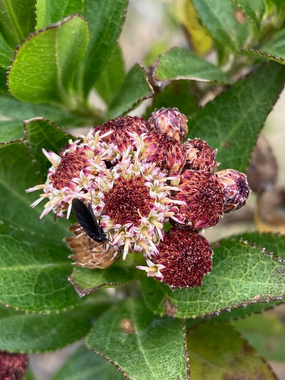 Baccharis prunifolia flower