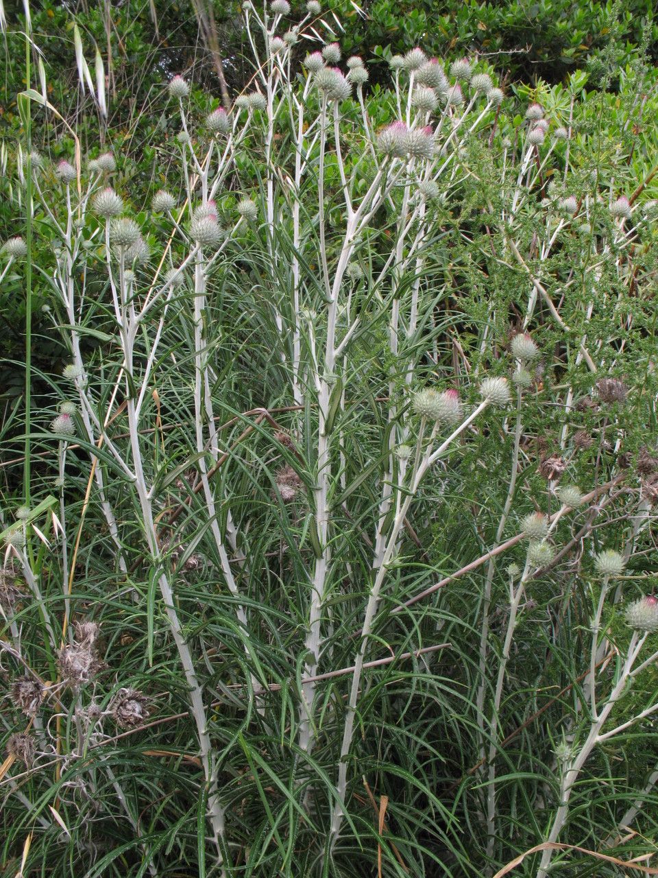 Ptilostemon stellatus habit