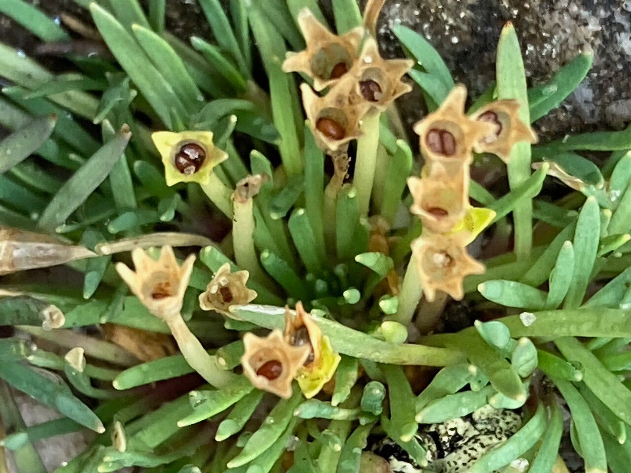 Lysipomia sphagnophila fruit