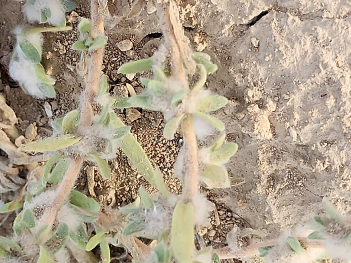 Bassia eriophora leaf