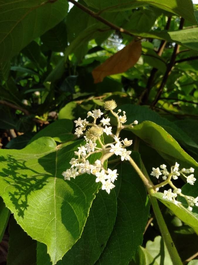 Commersonia bartramia flower