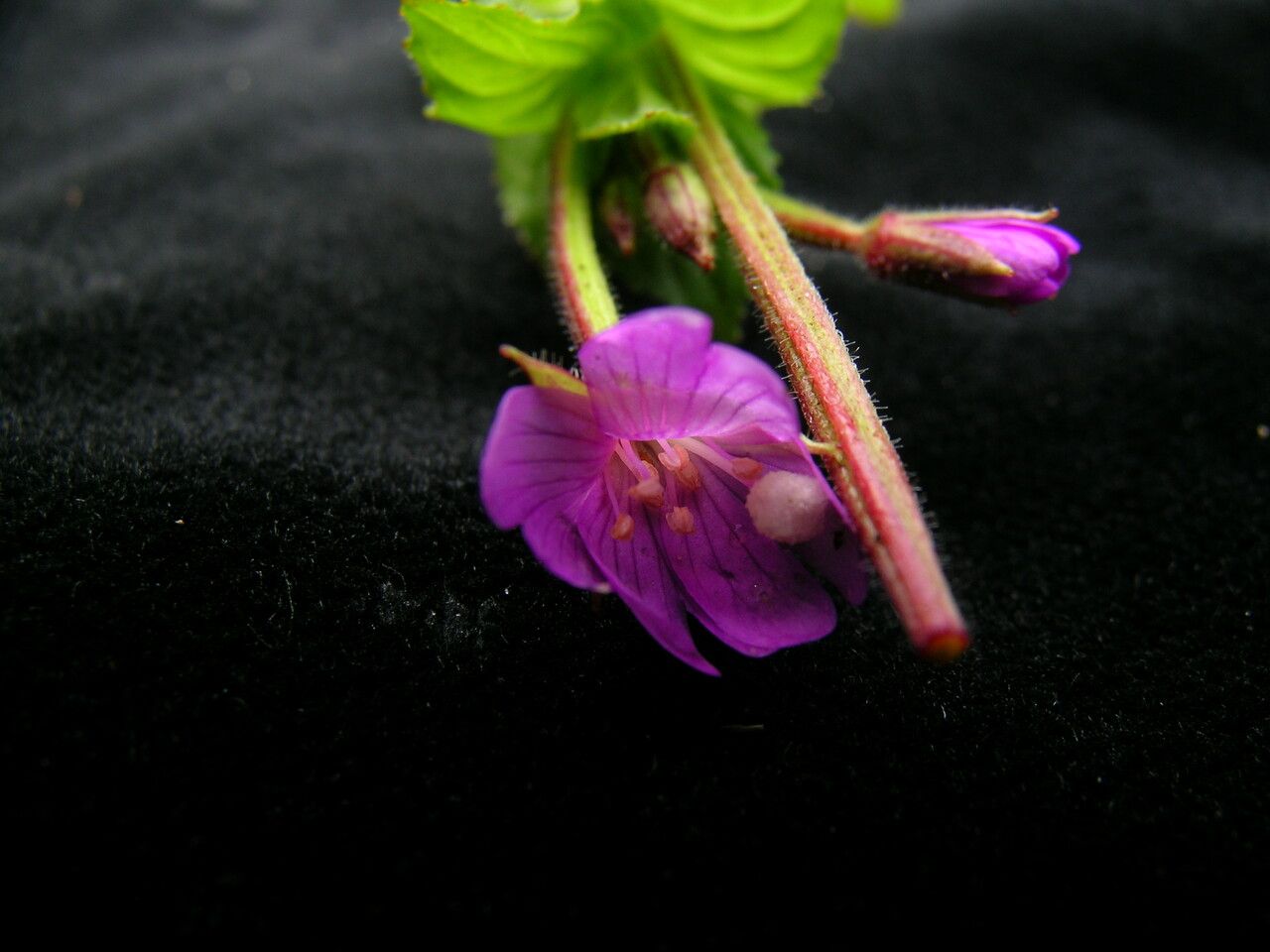 Epilobium amurense