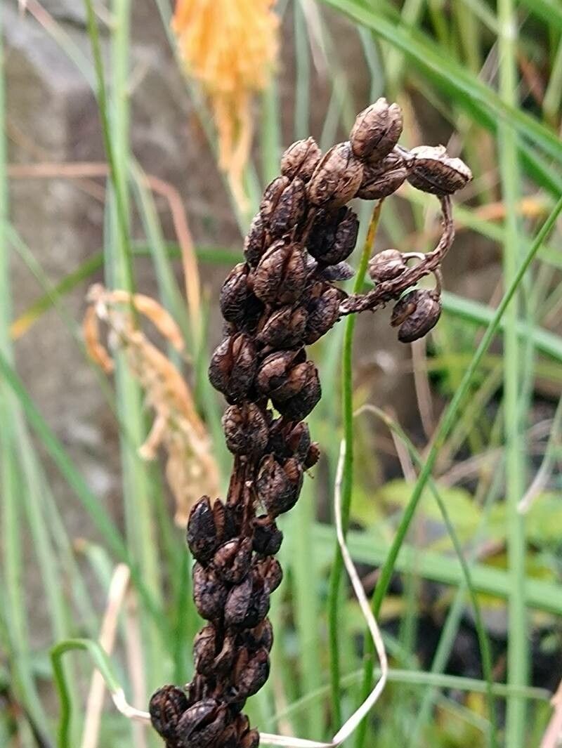 Kniphofia citrina fruit