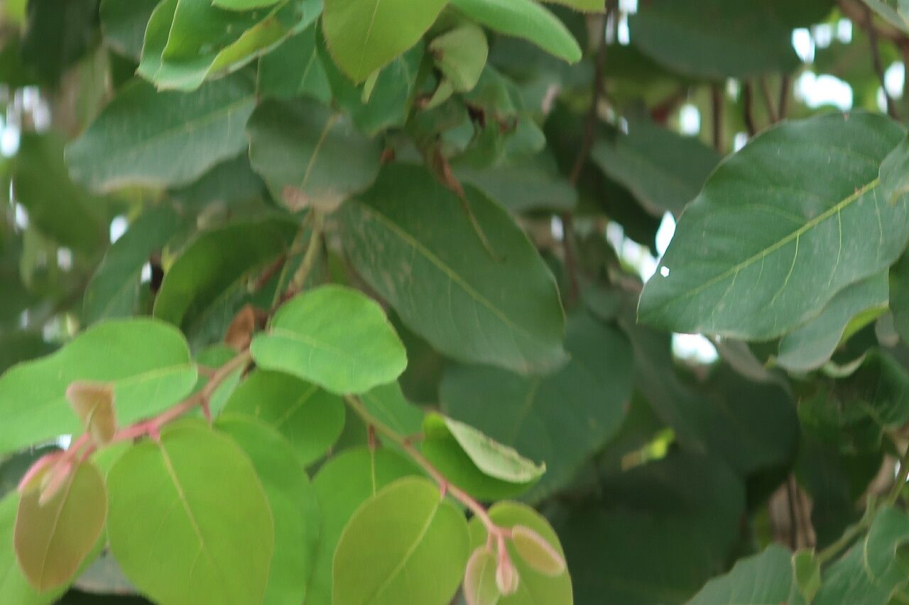 Corymbia torelliana leaf
