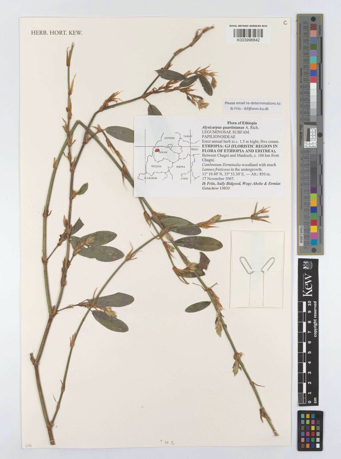 Alysicarpus quartinianus — houseplant care guide