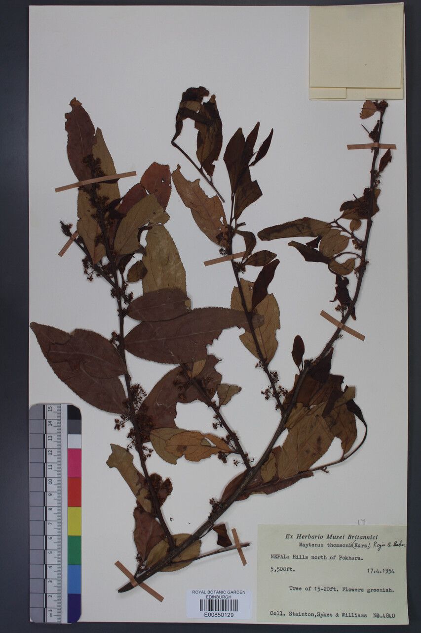 Gymnosporia thomsonii other