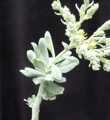 Sedum torulosum leaf