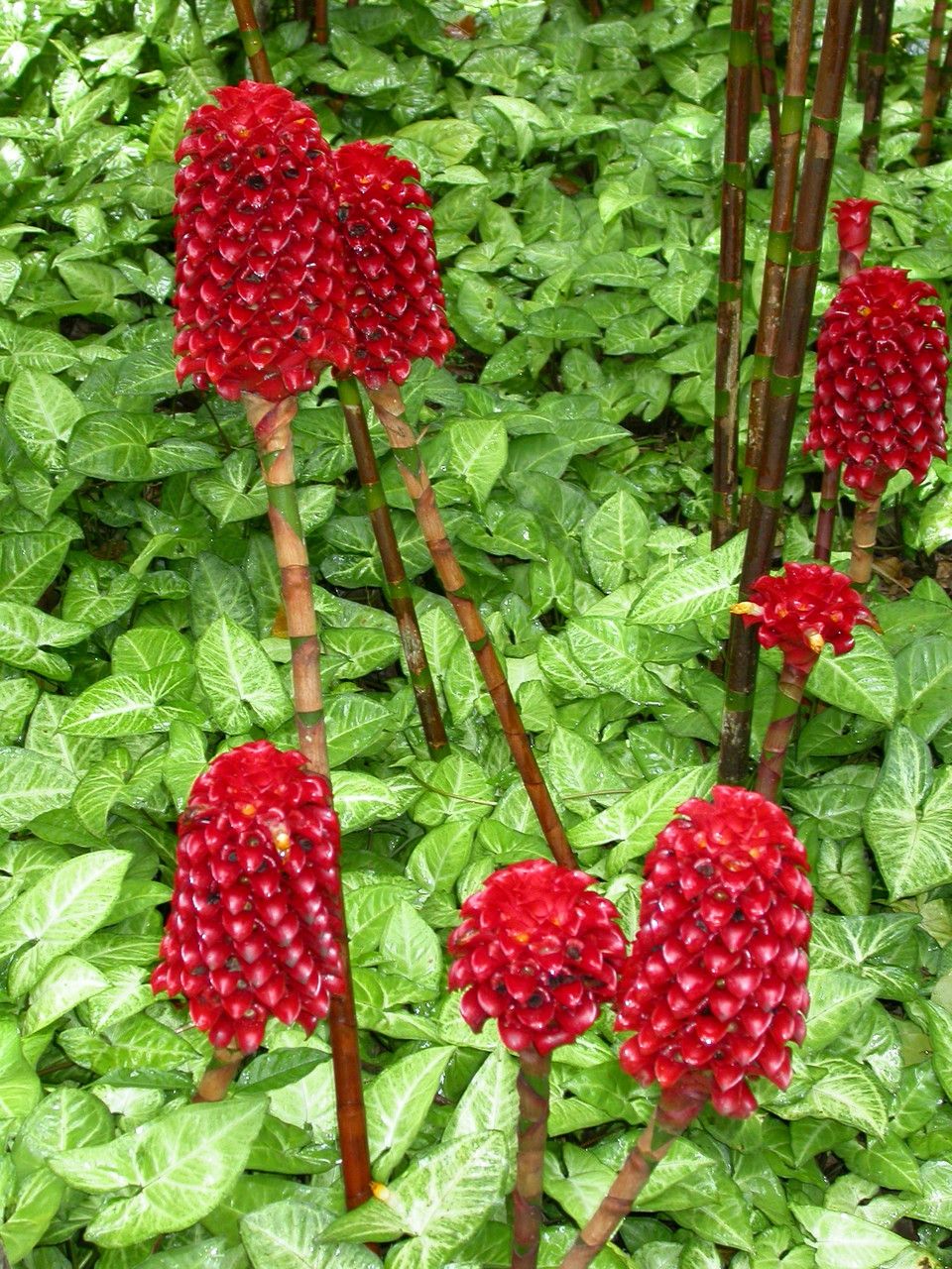 Tapeinochilos ananassae flower