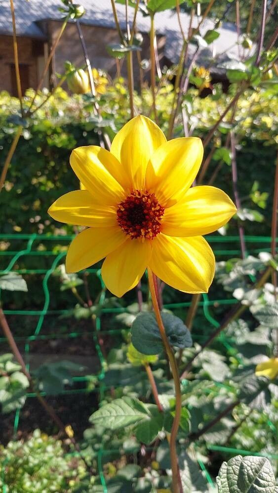Dahlia australis flower