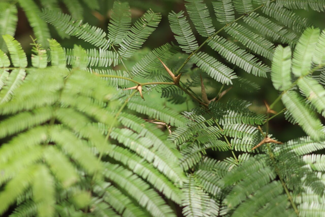 Acacia collinsii leaf