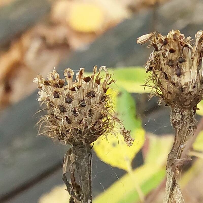 Centaurea phrygia fruit
