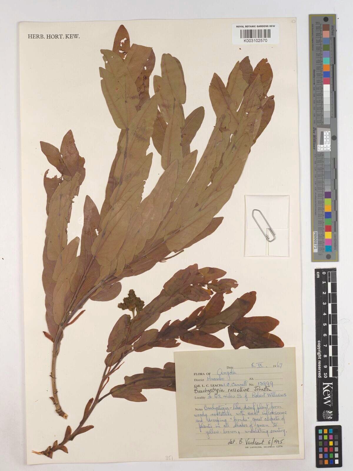 Brachystegia russelliae — houseplant care guide