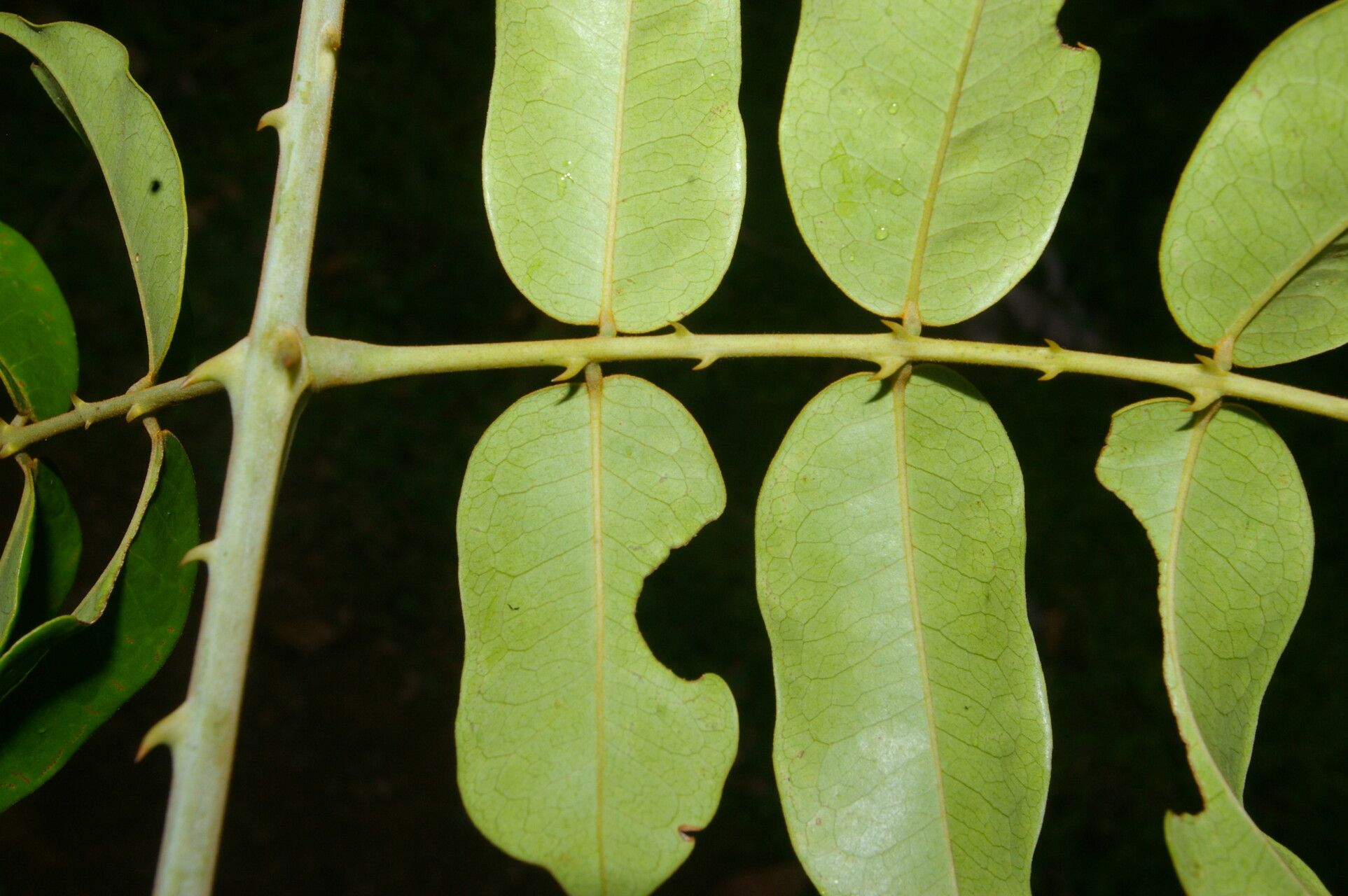 Guilandina urophylla — houseplant care guide