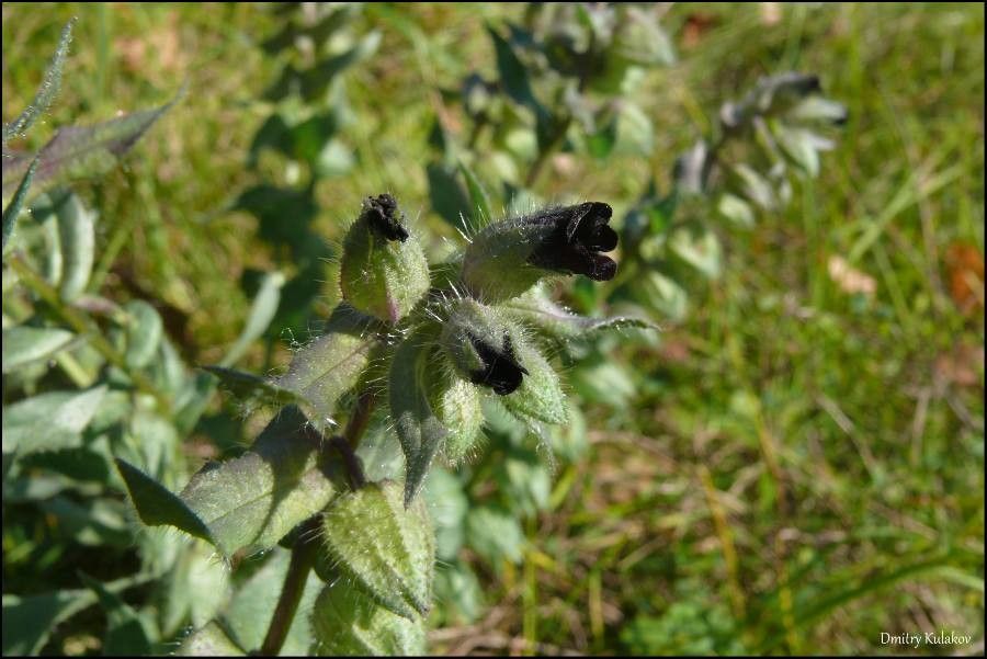 Nonea erecta flower