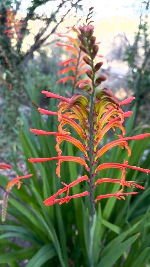 Chasmanthe aethiopica flower