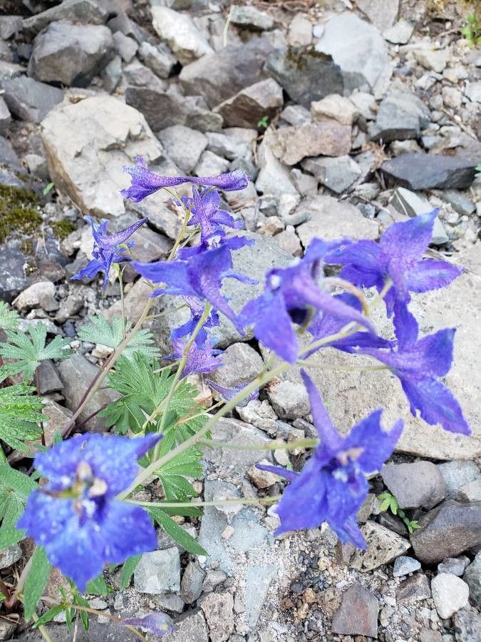 Delphinium glareosum — search result for 'Delphinium'
