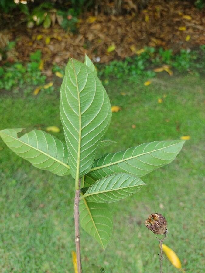 Physocalymma scaberrimum — search result for 'Lythraceae'
