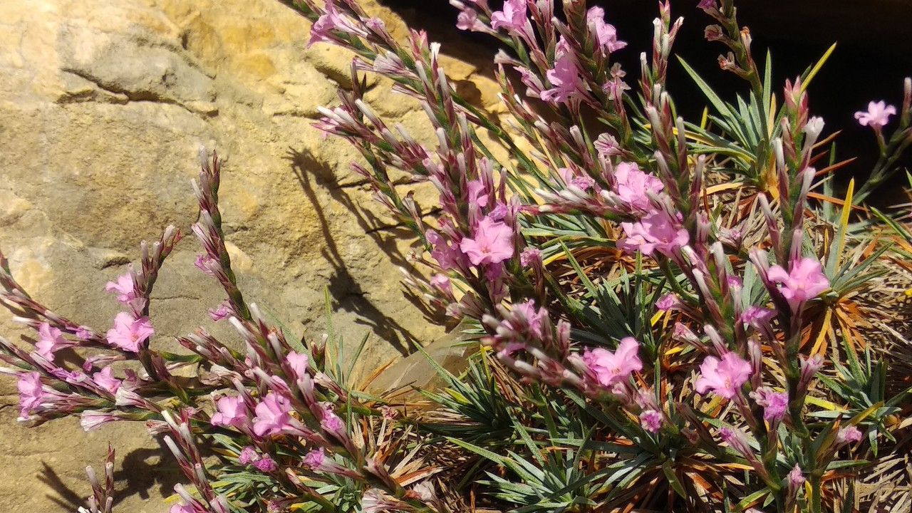 Acantholimon spirizianum — houseplant care guide