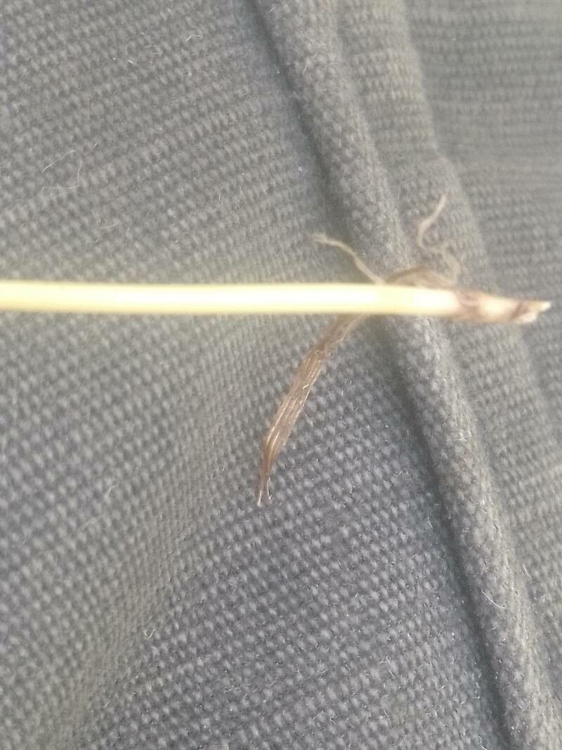 Festuca rivularis — houseplant care guide